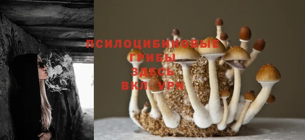 стаф Бородино